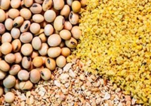 جزئیاتی از آمار واردات نهاده های دامی در ۱۱ ماهه ۱۴۰۱