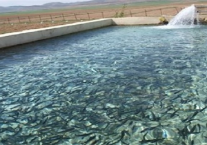 تولید بیش از ۹ هزارتن انواع آبزیان در آذربایجان شرقی