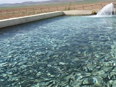 تولید بیش از ۹ هزارتن انواع آبزیان در آذربایجان شرقی