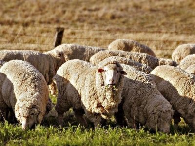 صادرات دام زنده مشروط به تعادل و ثبات بازار داخلی شد + جزئیات