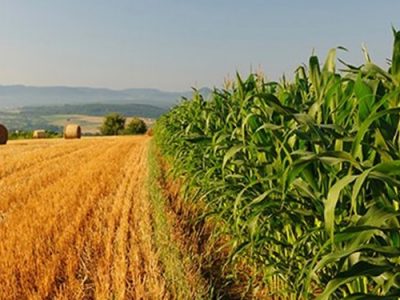 طرح الگوی کشت مهر امسال ابلاغ می‌شود