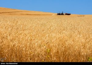 خرید تضمینی گندم ۶٫۵ میلیون تن شد