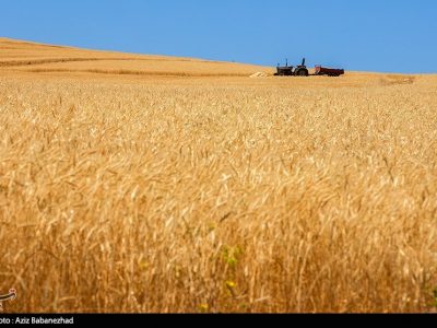 خرید تضمینی گندم ۶٫۵ میلیون تن شد