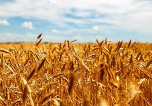 با افزایش خرید تضمینی گندم نیاز به واردات کاهش می‌یابد