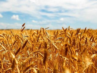 با افزایش خرید تضمینی گندم نیاز به واردات کاهش می‌یابد