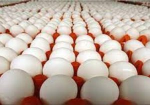 قیمت هر شانه تخم مرغ ۵ هزار تومان کمتر از نرخ مصوب