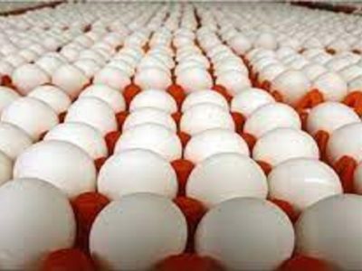 قیمت هر شانه تخم مرغ ۵ هزار تومان کمتر از نرخ مصوب