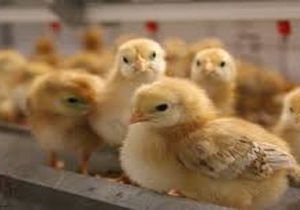 در تولید جوجه اجداد به خودکفایی ۹۰ درصدی رسیدیم