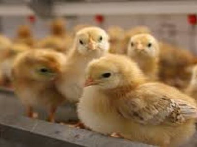 در تولید جوجه اجداد به خودکفایی ۹۰ درصدی رسیدیم