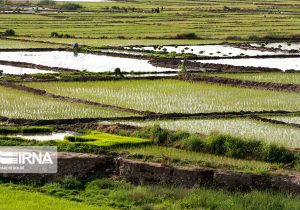 هدفگذاری برای افزایش ۷۰ هزار هکتاری سطح کشت قراردادی برنج