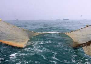 صیادان میگو در بوشهر به دریا زدند