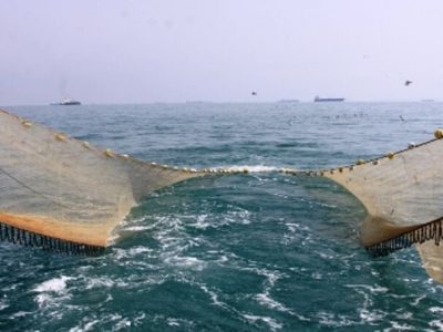 صیادان میگو در بوشهر به دریا زدند