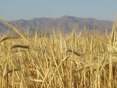 خرید تضمینی گندم به ۷ میلیون تن رسید