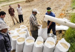 کاهش جدی قیمت برنج در راه است