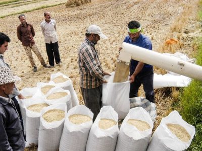 کاهش جدی قیمت برنج در راه است