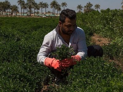 ۱.۳میلیون دلار سبزی و صیفی در یک سال گذشته صادر شد