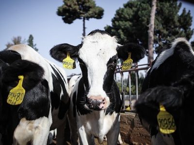 ۱۰ درصد سرمایه در گردش صنایع دام و طیور از محل تسهیلات ارزان دولتی تامین شد