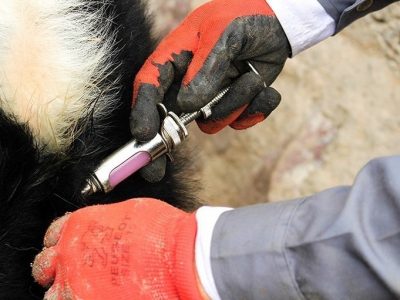 ۱۰۵ هزار دام دام استان تهران واکسینه شدند