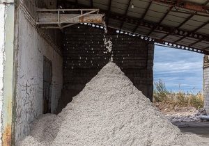 پیش بینی افزایش ۲۵ درصدی تولید الیاف پنبه کشور در سال جاری