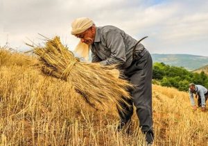 کشت فراسرزمینی چقدر به پیشبرد برنامه های خودکفایی ایران کمک کرد؟