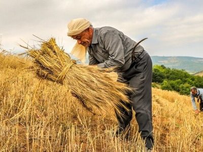 کشت فراسرزمینی چقدر به پیشبرد برنامه های خودکفایی ایران کمک کرد؟