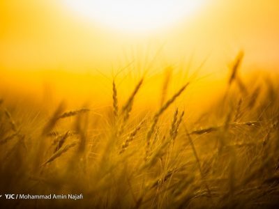 ۷۵ درصد مطالبات گندمکاران پرداخت شد