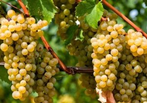 نبود صنایع تبدیلی چالش اصلی است