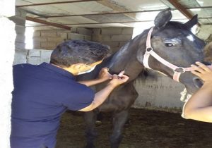 اجرای طرح پایش و مراقبت و ریشهکنی بیماری مشمشه در فردوس