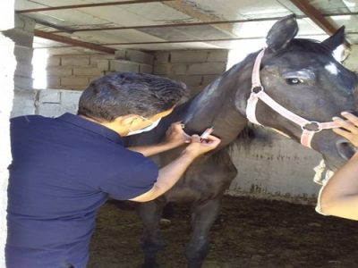 اجرای طرح پایش و مراقبت و ریشهکنی بیماری مشمشه در فردوس