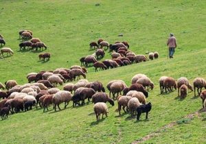 ضرورت خروج دام مازاد از مراتع جهت حفظ منابع طبیعی‌