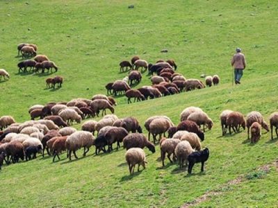 ضرورت خروج دام مازاد از مراتع جهت حفظ منابع طبیعی