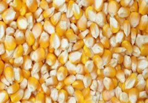 چرا قیمت جهانی برابر صادرات اوکراین مقاومت می کند