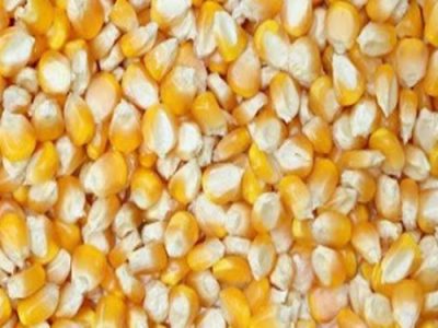 چرا قیمت جهانی برابر صادرات اوکراین مقاومت می کند