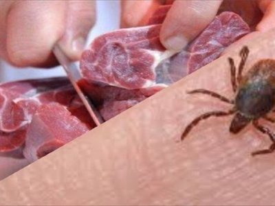 تعداد مبتلایان تب کریمه کنگو به ۶۲ نفر رسید