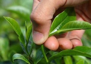 پرداخت ۸۸ درصد مطالبات چایکاران شمال کشور