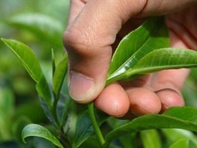 پرداخت ۸۸ درصد مطالبات چایکاران شمال کشور