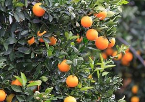 جزییات صادرات مرکبات ایرانی به چین/ می‌توان یوان را وارد چرخه اقتصادی کرد