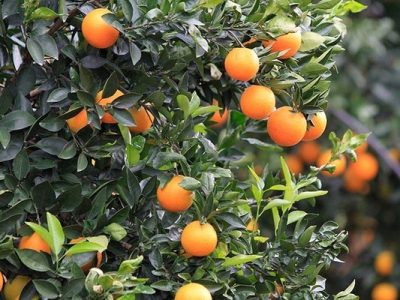 جزییات صادرات مرکبات ایرانی به چین/ می‌توان یوان را وارد چرخه اقتصادی کرد