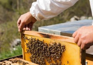 سرشماری زنبورداران از ۱۶ مهر امسال کلید می‌خورد
