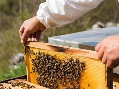 سرشماری زنبورداران از ۱۶ مهر امسال کلید میخورد