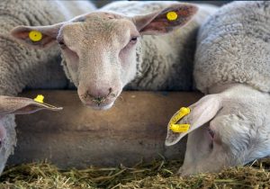 تولید ۵۵۰ میلیون دوز واکسن دامی در کشور