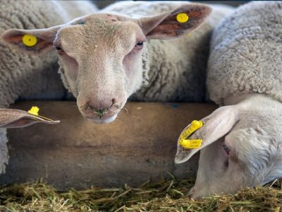 تولید ۵۵۰ میلیون دوز واکسن دامی در کشور