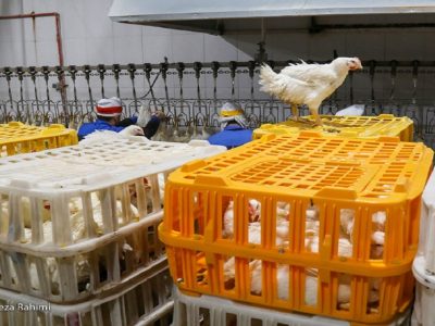 واردات مرغ نظم بازار را بر هم زده است