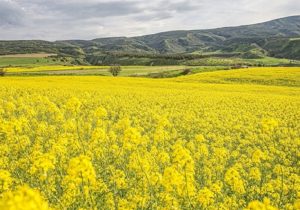 با وجود آنکه زمان زیادی تا پایان برنامه خوداتکایی ۷۰ درصدی دانه های روغنی باقی نمانده است، اما مسئولان بخش خصوصی تحقق این امر را بعید می دانند.
