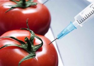 مافیای “محصولات تراریخته” در حال بازیابی خود و نفوذ به مراکز حساس کشور هستند؟!