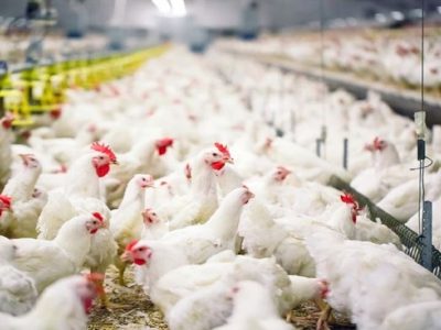 صادرات محصولات طیور آزاد شد