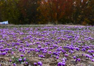 موانع صادرات جانی دوباره به قاچاق زعفران داد