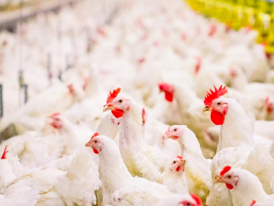 زیان سه هزار میلیارد تومانی مرغداران