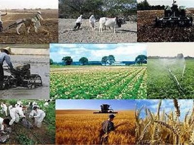 قیمت خرید تضمینی ۲۵ قلم محصول اساسی کشاورزی اعلام شد+ سند