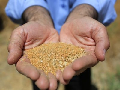 واردات دانه‌های روغنی با تعرفه صفر برای حمایت از تولید داخل